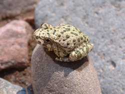 Canyon Treefrog (Hyla arenicolor).