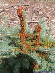 A lady bug swarm on a baby pine tree.