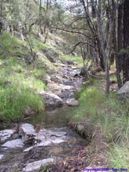 A little creek in Morse Canyon.