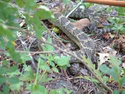 A very grumpy Black-tailed Rattlesnake (Crotalus molossus).