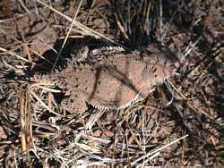 A Mountain Short-horned Lizard (Phrynosoma douglassi hernandesi).