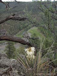 A yucca and juniper overlook the Middle Fork of the Gila River.