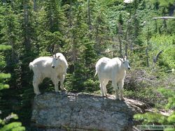 Very photogenic Mountain Goats (Oreamnos americanus) near Logan Pass.
