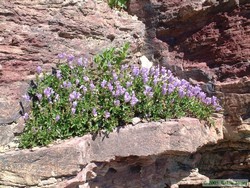 Beautiful flowers on a rock ledge near Dawson Pass.