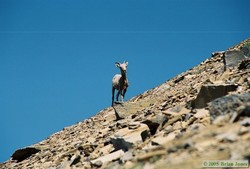 A young Bighorn sheep (Ovis canadensis) along the traverse between Dawson Pass and Cut Bank Pass.
