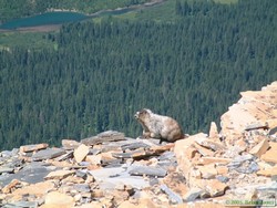 A Hoary marmot (Marmota caligata) near Cut Bank Pass.
