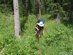 Shan picking huckleberries along the trail.