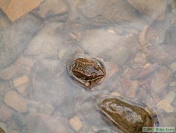 A Columbia Spotted Frog (Rana luteiventris).