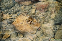 A Columbia Spotted Frog (Rana luteiventris).