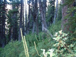 I took this photo to provide some sense of how steep the trail was.  The trail went straight up that slope.