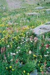 The beautiful wildflowers helped lighten our minds, if not our loads, as we approached Cut Bank Pass.