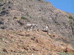 A family of Rocky Mountain Goats (Oreamnus americanus) welcomes us to Cut Bank Pass.
