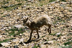 This baby Bighorn sheep (Ovis canadensis) couldn't have been more than 18 inches tall.