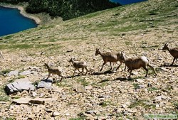 Finally, when I was within a stones throw, the Bighorn sheep (Ovis canadensis) started to run.