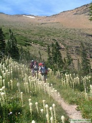 Jerry, Andrea and Shan hiking through bear grass along a beautiful stretch of trail above Pitamakan Lake.