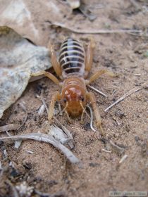 I found this Jerusalem cricket (Stenopelmatidae spp.) under my tent when I packed up in the morning.  Sure wouldn't have wanted to have HIM crawl into my mouth at night!