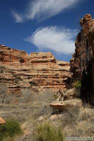 Grand Gulch below the Bullet Canyon confluence.