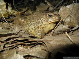 Woodhouse's toad (Bufo woodhousii) in our camp near Junction Ruin in Grand Gulch.