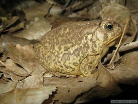 Woodhouse's toad (Bufo woodhousii) in our camp near Junction Ruin in Grand Gulch.