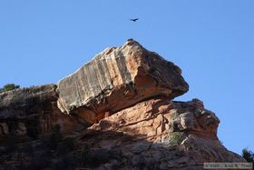 A raven flying over a ruin while hiking up Kane Gulch.