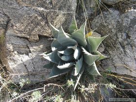 A nice little agave clings to the Harcuvar Mountains..