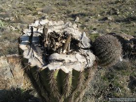 Even though the top 12 feet or so of this saguaro got sheered off, it has the 'can do' attitude that is de rigeur in the Harcuvars.  It's alive and kicking, and even sending out an arm!.