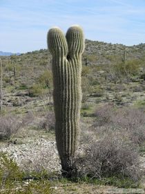 A cool saguaro cactus.