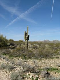 Almost all of the saguaro cacti in this area had arms that went straight up right alongside the main trunk.  They definitely look different than the saguaros down in the Tucson area.