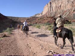 A Supai man directs the mule train down to the village of Supai.