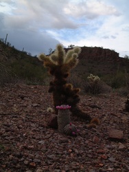 Big brother Teddybear Cholla watches over a blooming Pincushion cactus