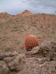A barrel cactus hanging on to the top of the cliff.