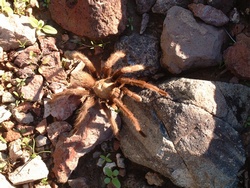 A nine-legged tarantula.