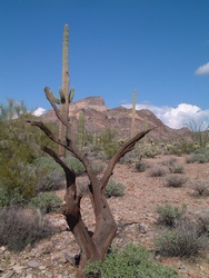 A dead tree still strong enough to hold up the mountain.