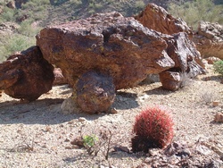 A barrel cactus amongst a boulder field.