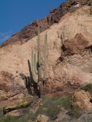 A large Saguaro cactus below a cliff.