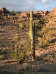 A Saguaro in the waning light.