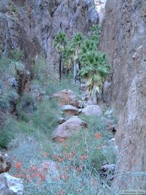 up into the side-canyon with the California Fan Palms.