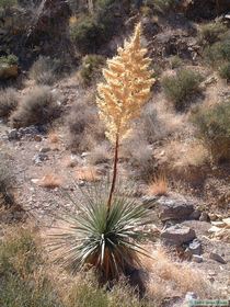 A yucca made radiant by the morning sun.