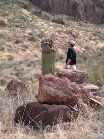 Steve investigating a saguaro that appeared to be getting attacked by some sort of fungus.