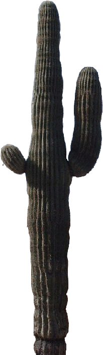 Saguaro Cactus.