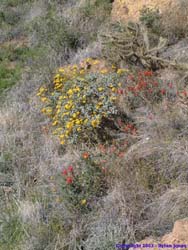 Wildflowers