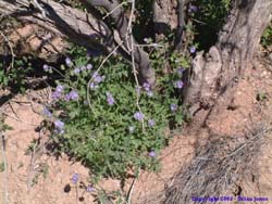 Pretty wildflowers in the wash bed.