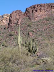 And thus we leave the fabled organ pipe cactus behind us and return to Tucson.