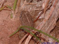 I think this is a southwestern toad <I>(Bufo microscaphus)</I>