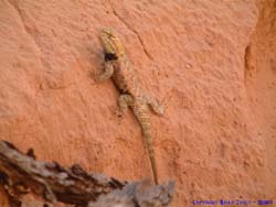 We found this desert spiny lizard (Sceloporus magister) in Wrather Canyon</I>.