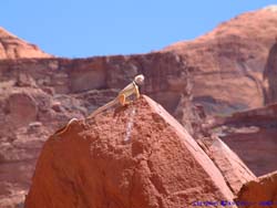 This cute little collared lizard <I>(Crotaphytus collaris)</I> was acting like the king of the boulder he was perched on.