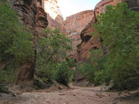 Trees in a wide spot in Buckskin Gulch.