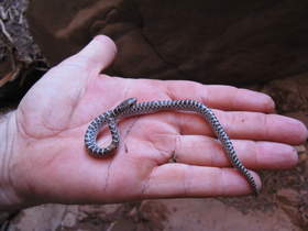 A young Glossy Snake (Arizona elegans) in Buckskin Gulch.