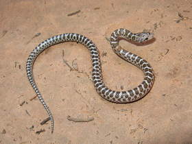 A young Glossy Snake (Arizona elegans) in Buckskin Gulch.