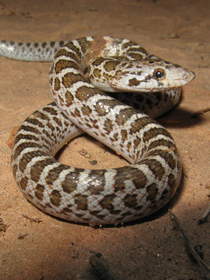 A young Glossy Snake (Arizona elegans) in Buckskin Gulch.
